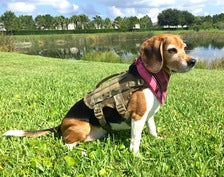 Compact k9 tactical outlet molle dog vest small